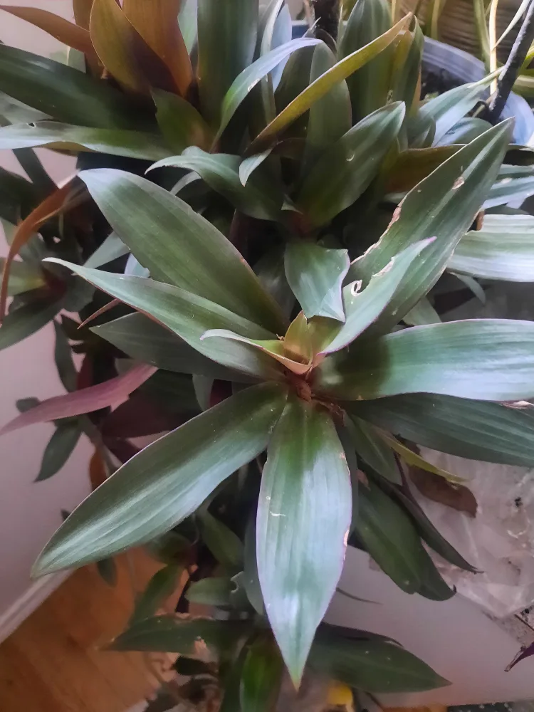 Free Plant clippings image indicator(2)