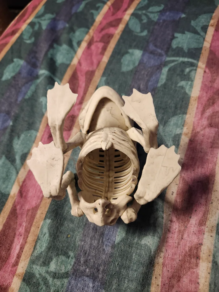 Plastic skeleton frog image indicator(3)