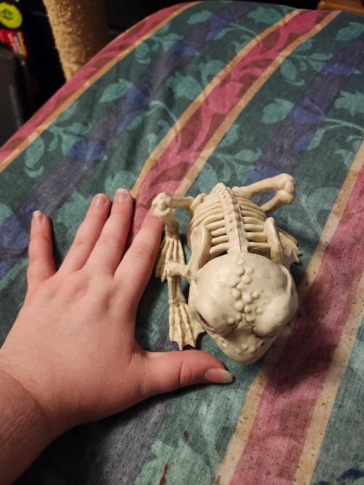 Plastic skeleton frog image indicator(4)