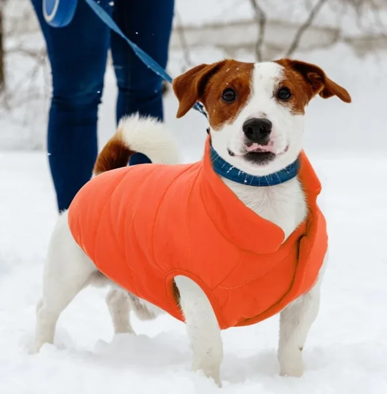 Orange Dog Puffer Vest - Size 3XL image indicator(3)
