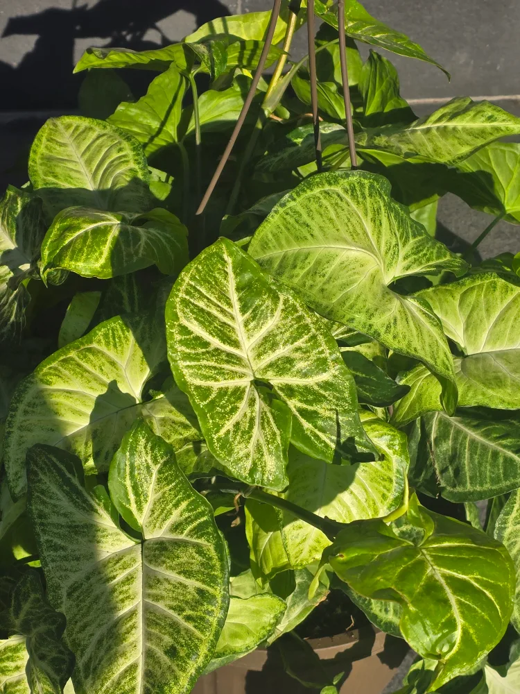 syngonium batik 10"hanging baskets image indicator(5)