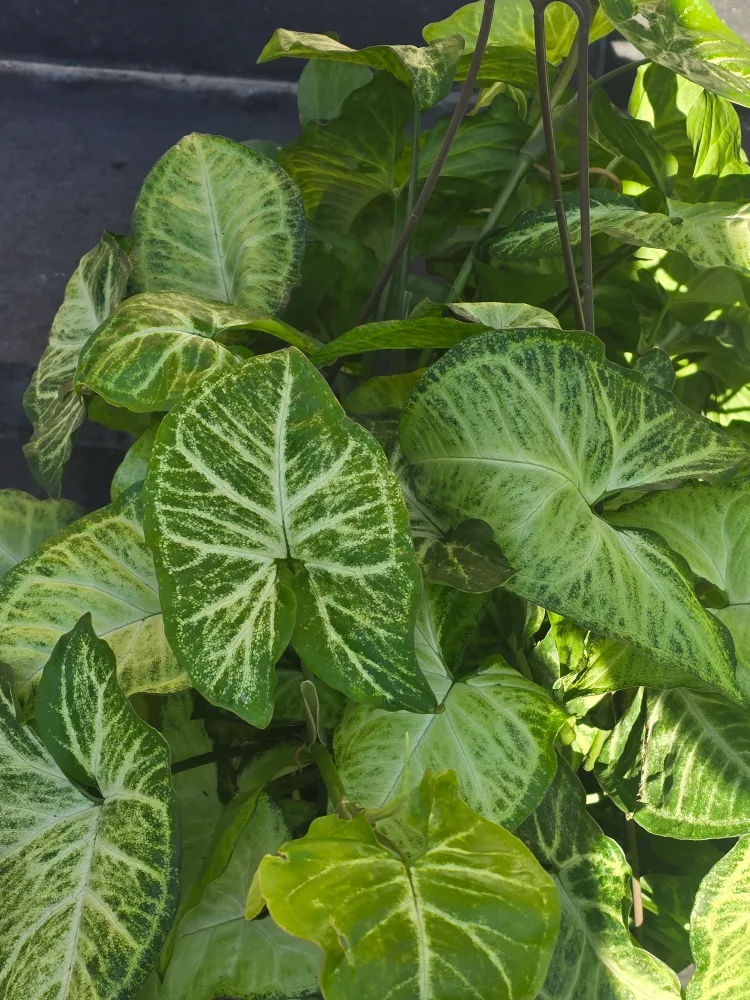 syngonium batik 10"hanging baskets image indicator(7)