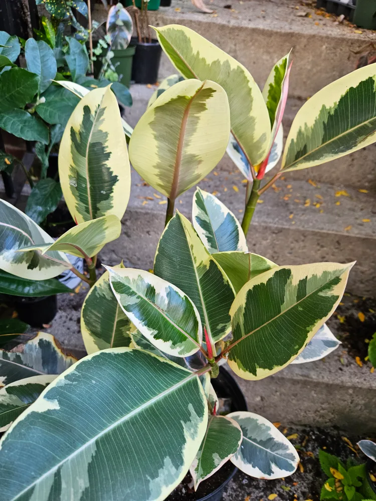 Variegated Rubber Plant🧡 image indicator(3)