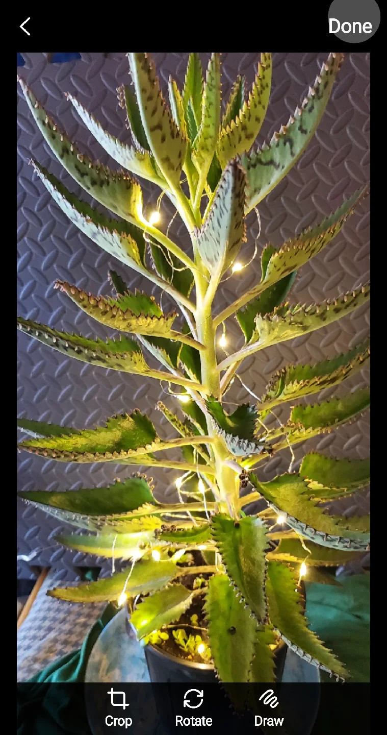 Mother of Thousands Plant with Fairy Lights image indicator(4)