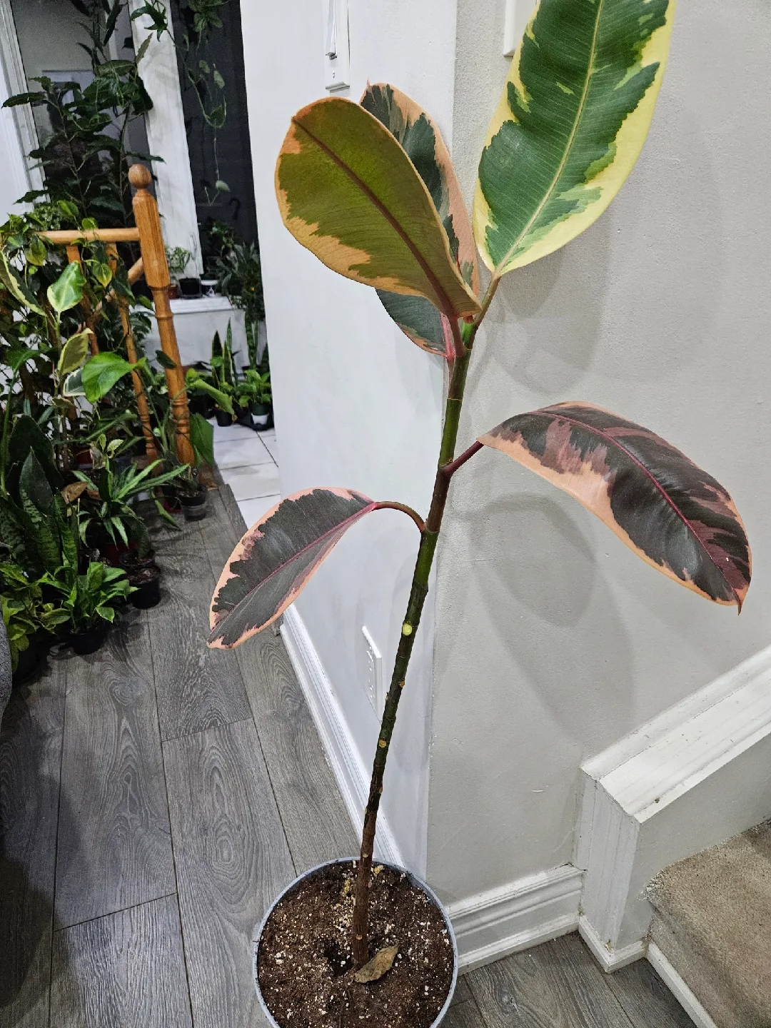 Ficus Elastica Ruby Plant🧡 image indicator(2)