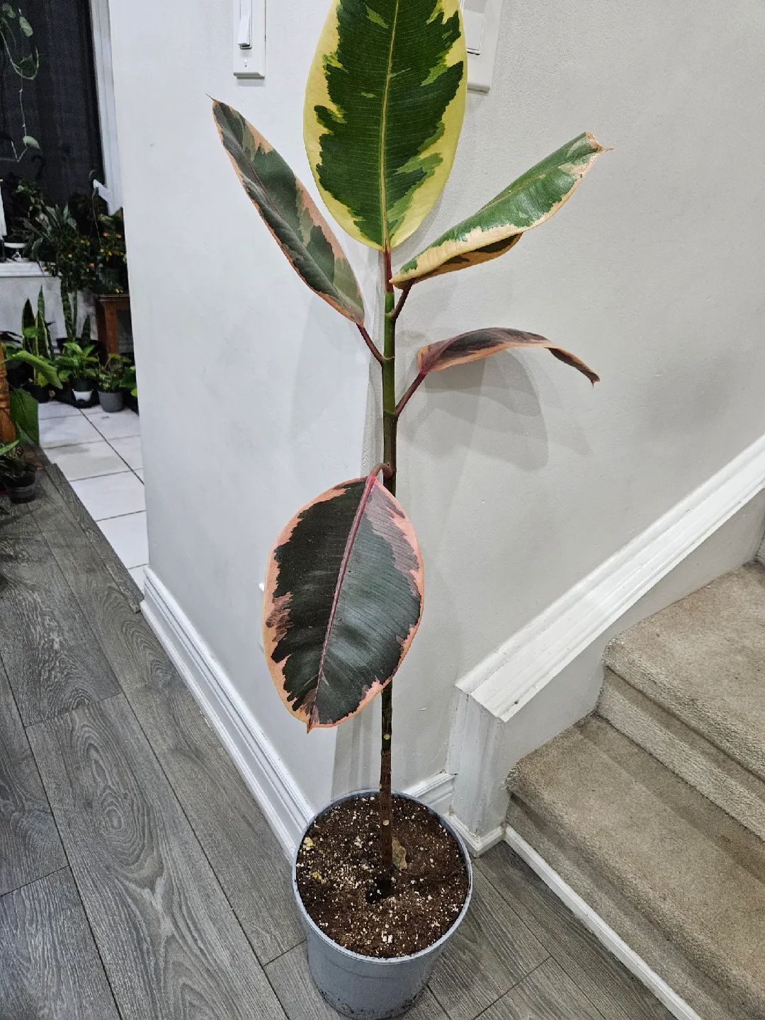 Ficus Elastica Ruby Plant🧡 image indicator(3)
