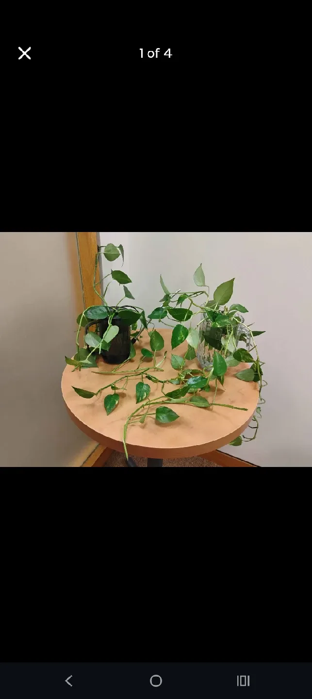 Foot Long Pothos Plant Cuttings thumbnail