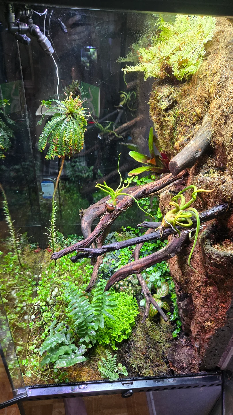 Complete Terrarium / Paludarium image indicator(3)