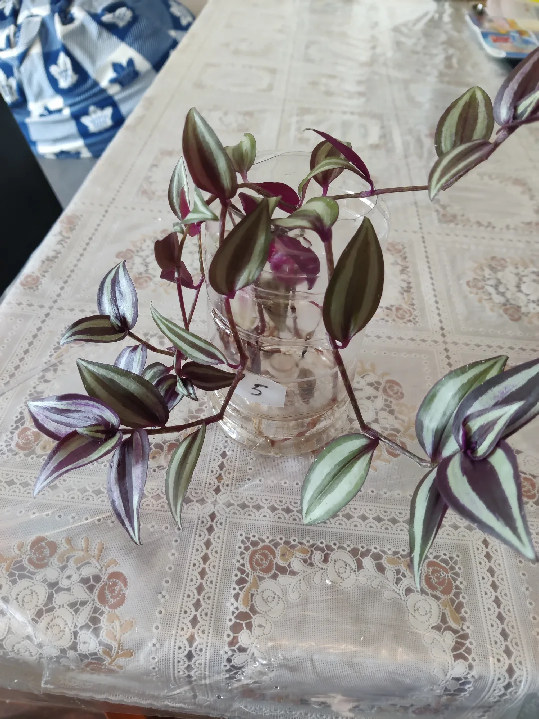 Tradescantia Plant Cuttings image indicator(3)