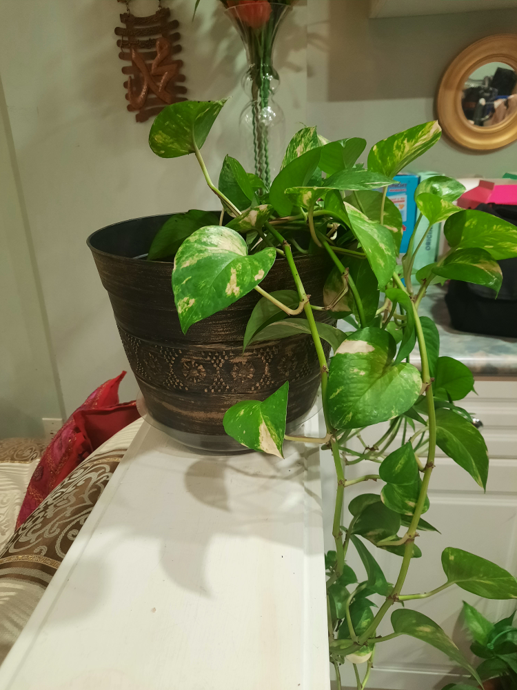 Potted Golden Pothos Plant - photo 2