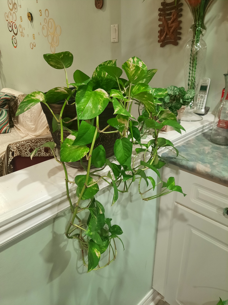 Potted Golden Pothos Plant - photo 3
