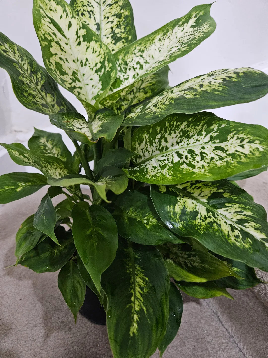 Dieffenbachia Plant🪴 image indicator(3)