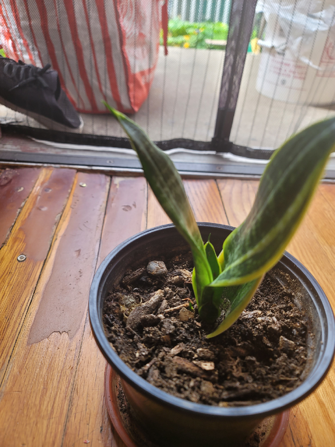 Se vende una sansevieria - photo 5