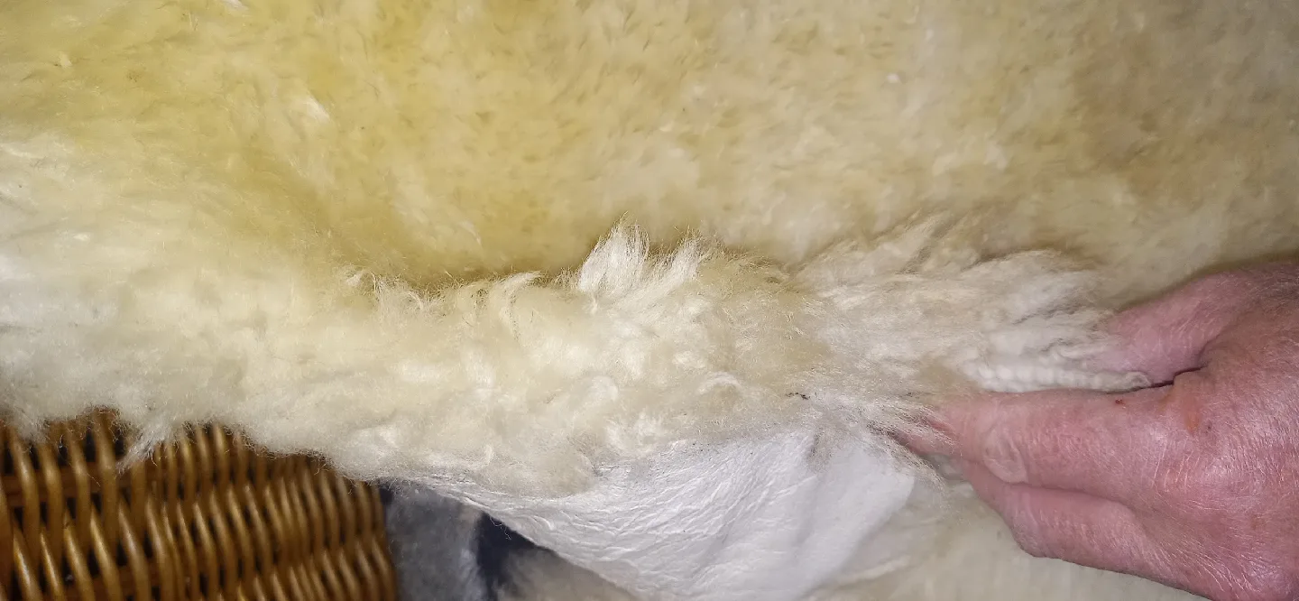 Sheepskin Rugs (Set of 2) image indicator(9)