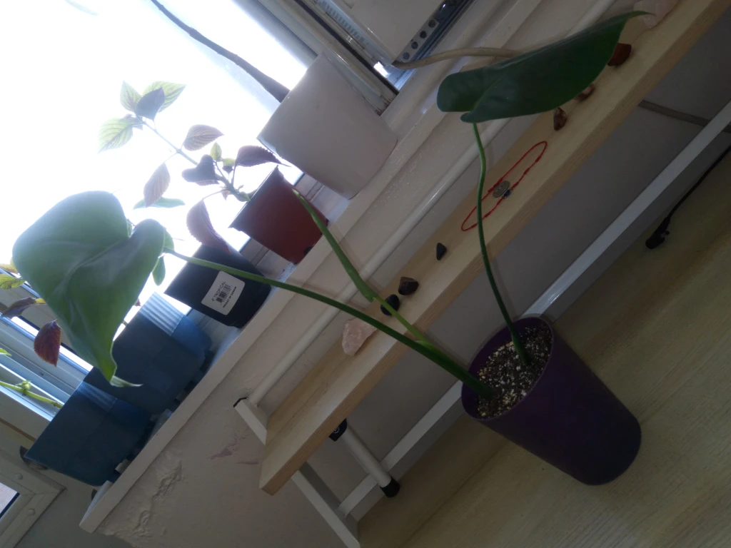 Monstera Plant in Purple Pot - photo 2
