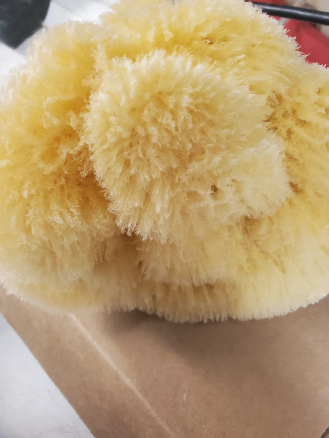 Natural Sea Sponge