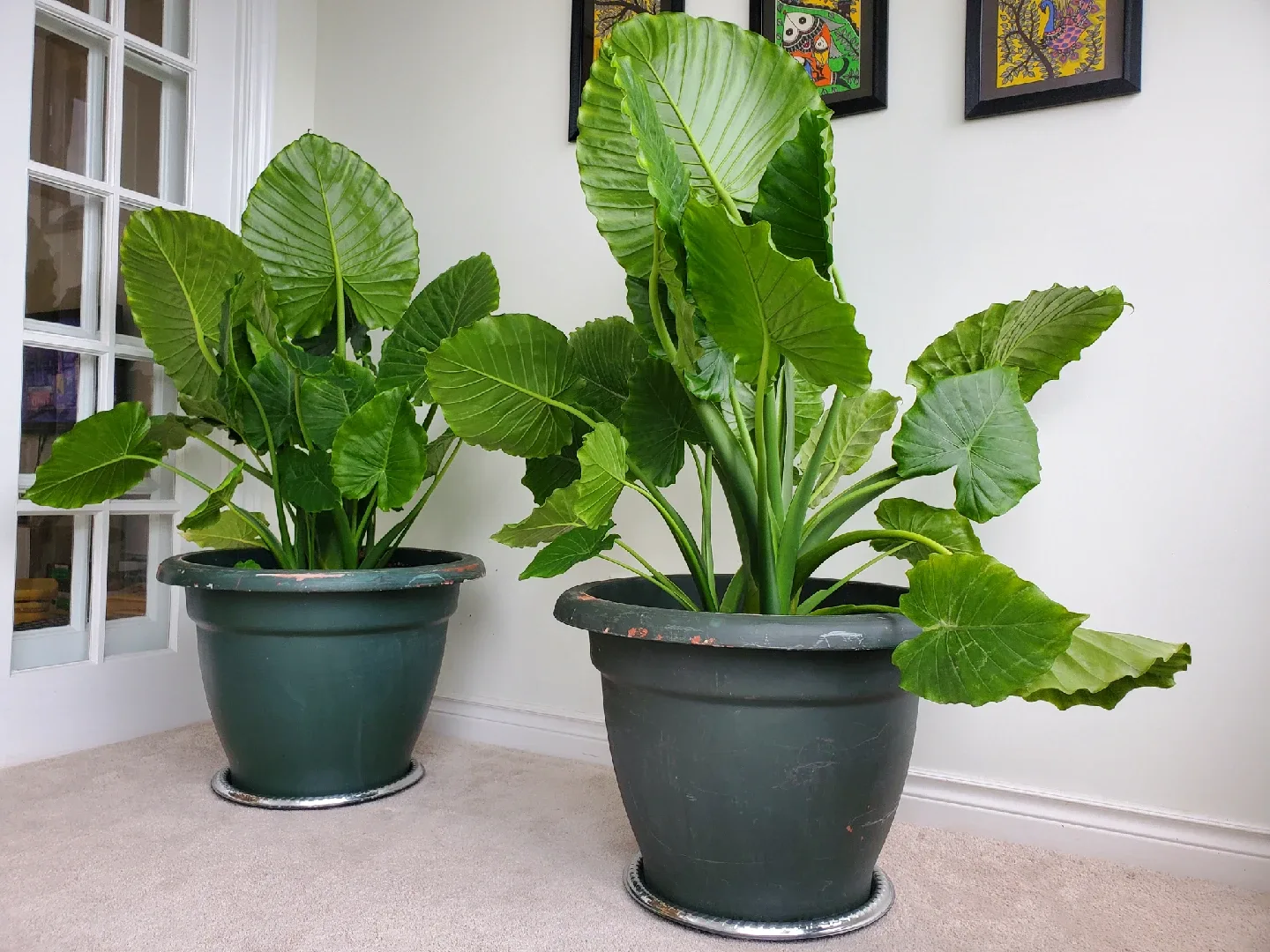 2 Large Elephant Ear Plants in Plastic Pots image indicator(2)