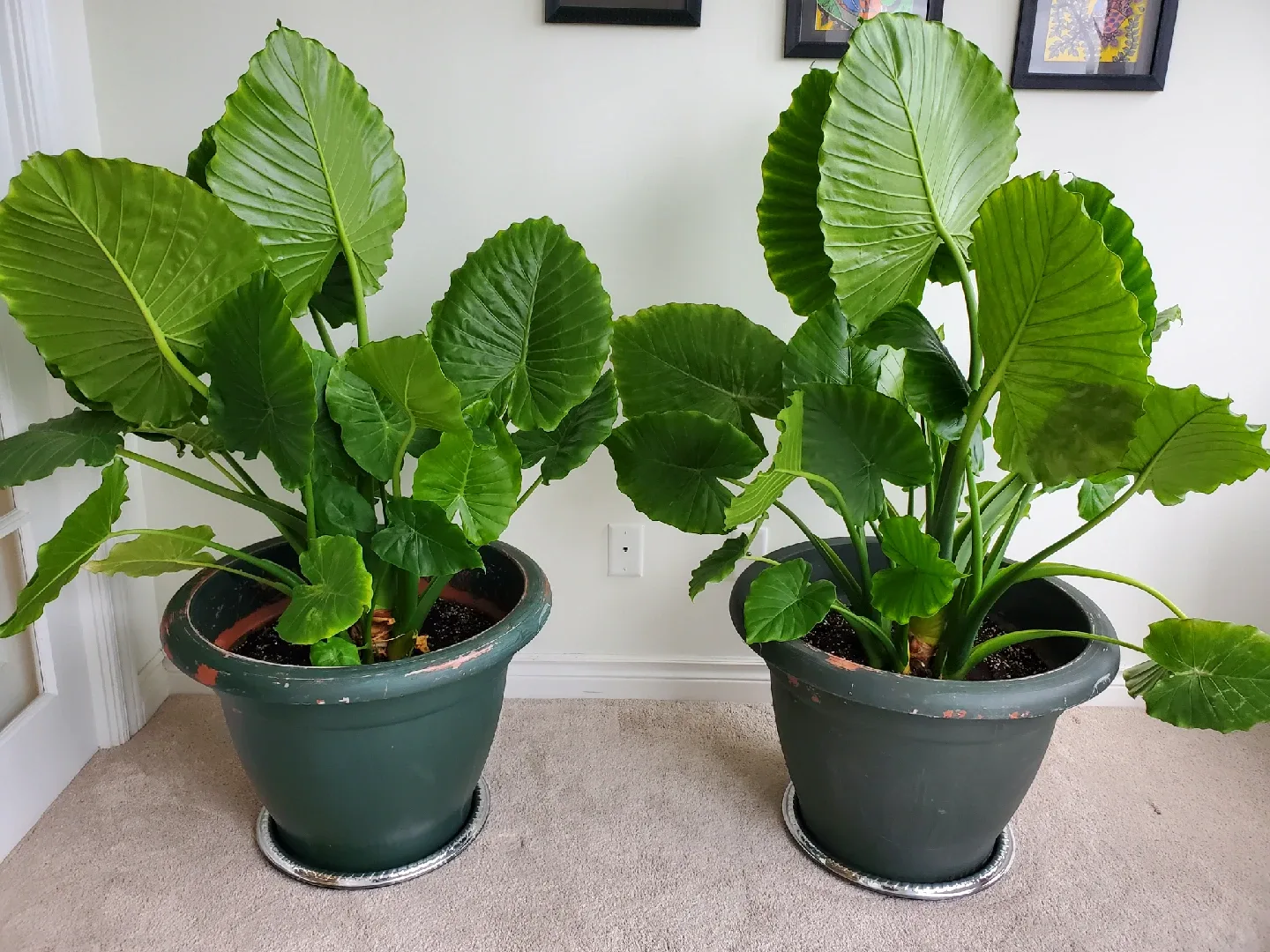2 Large Elephant Ear Plants in Plastic Pots image indicator(3)