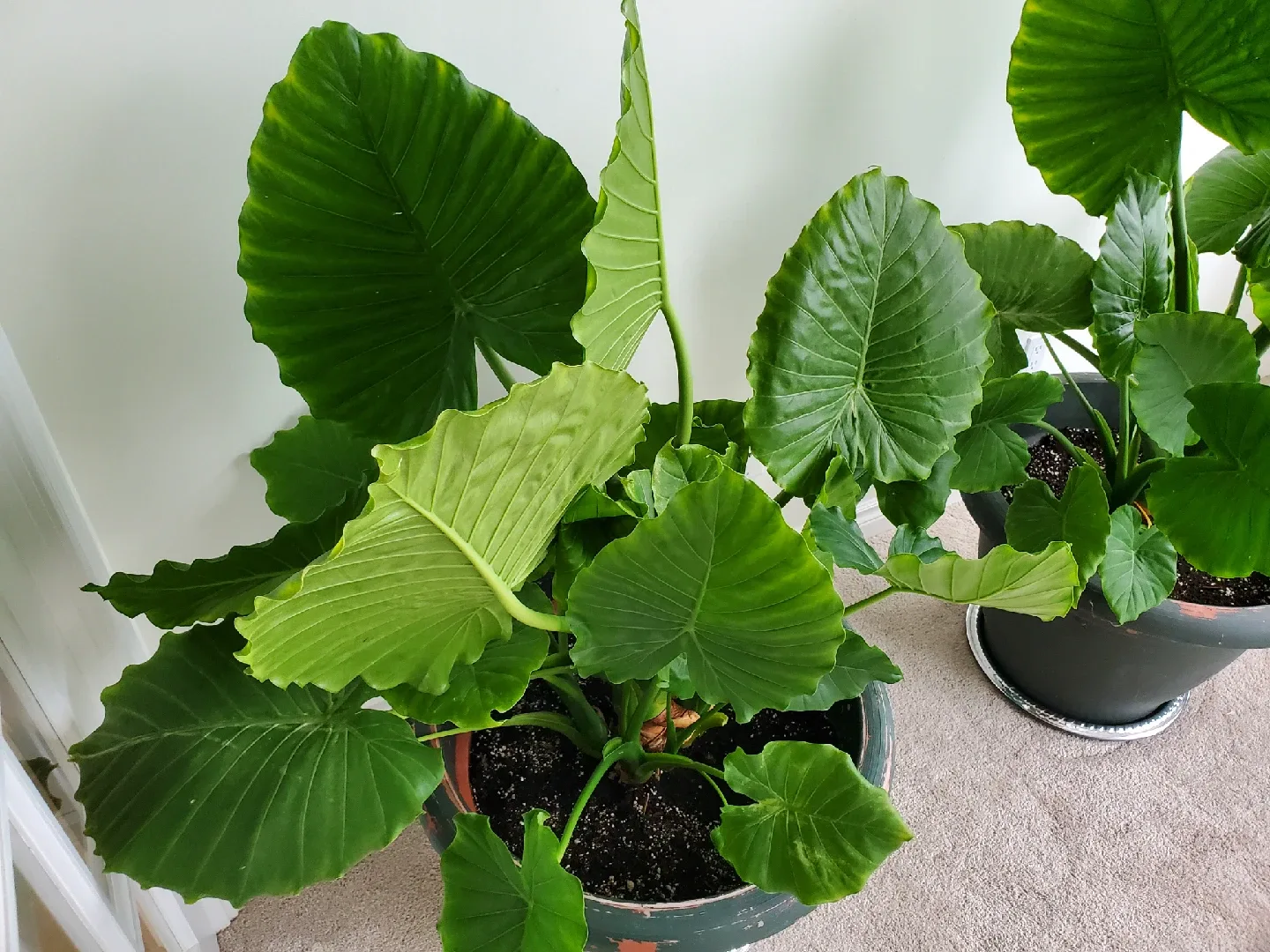 2 Large Elephant Ear Plants in Plastic Pots image indicator(4)