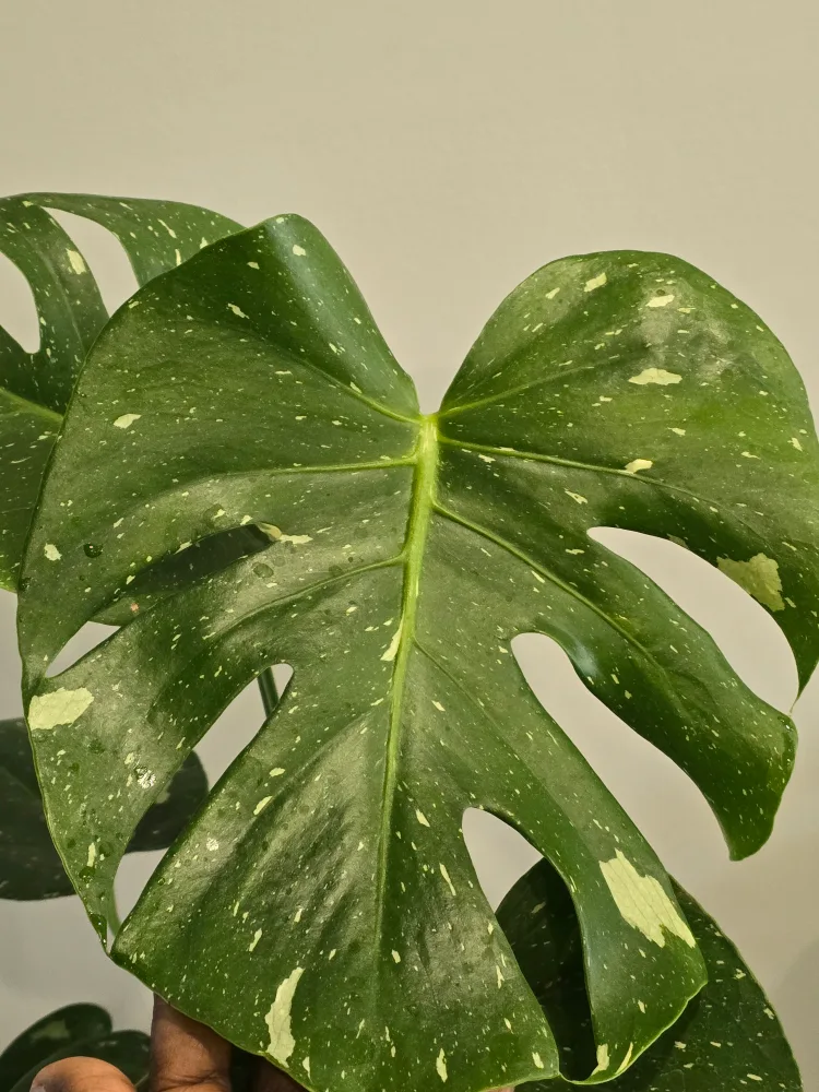 Monstera Thai Constellation Plant image indicator(2)