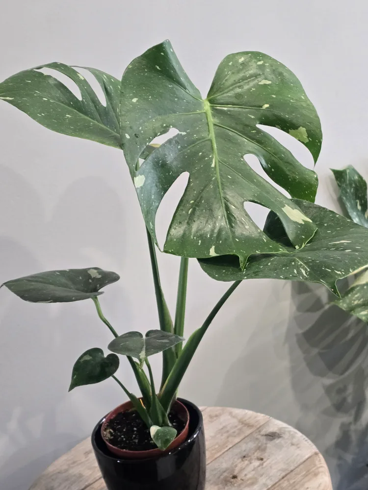 Monstera Thai Constellation Plant image indicator(3)