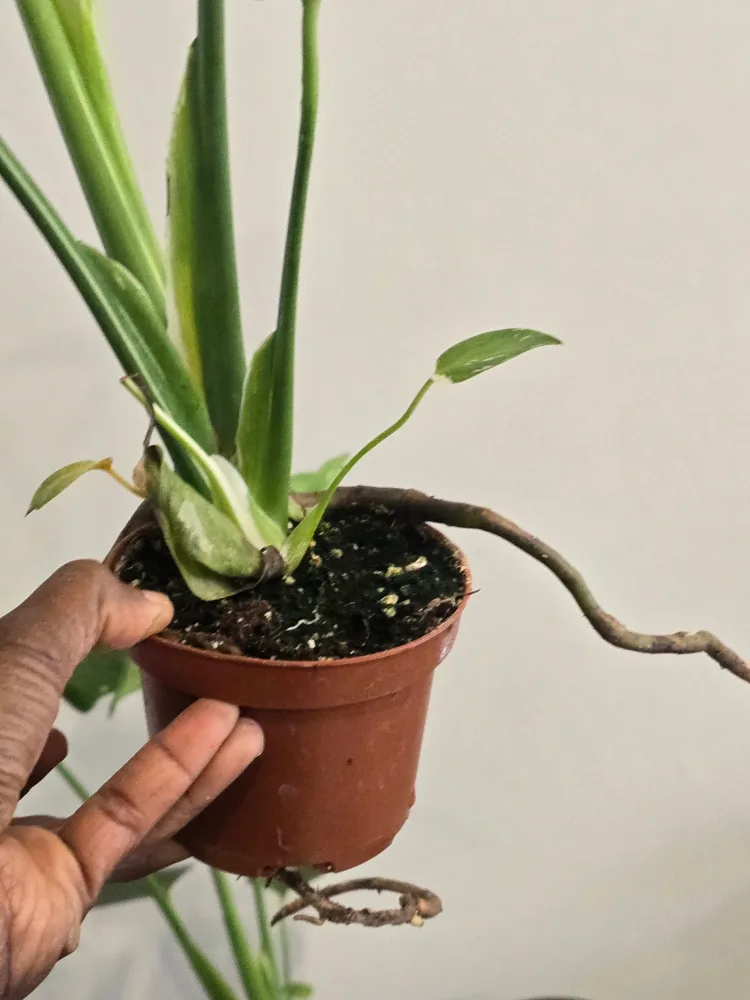 Monstera Thai Constellation Plant image indicator(4)