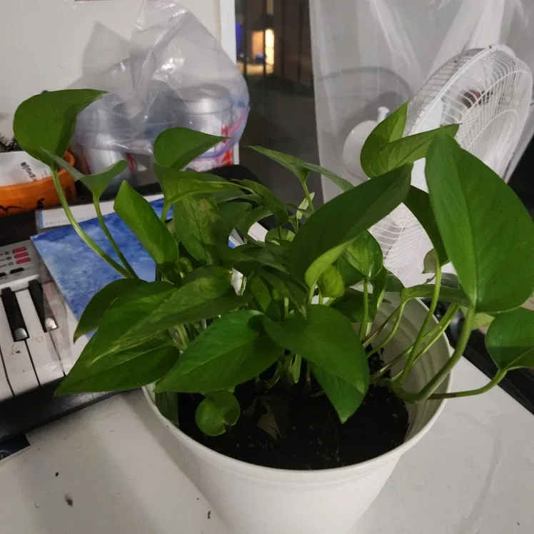 Potted Golden Pothos Plant image indicator(3)