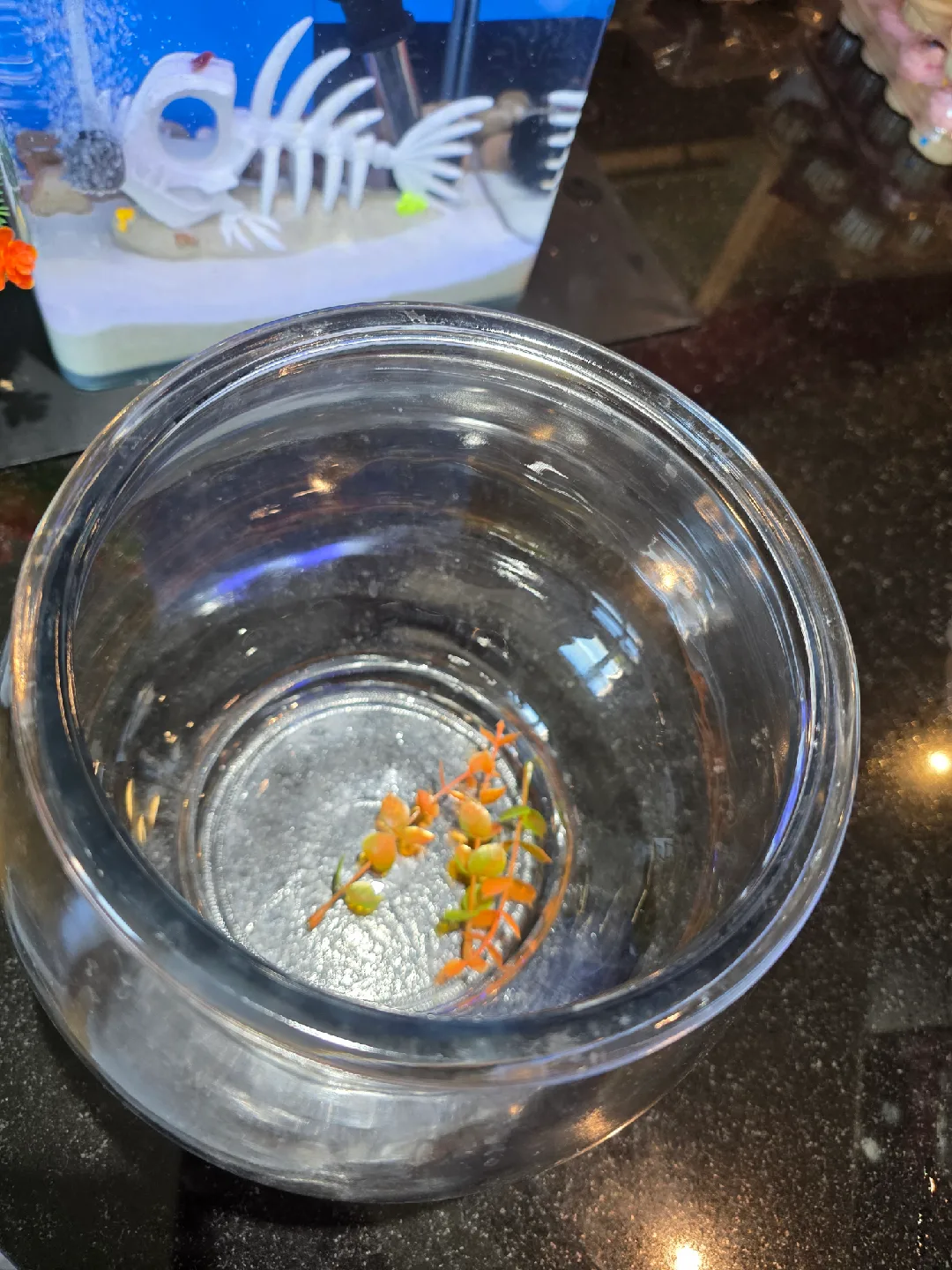 Small Glass Fish Bowl image indicator(9)