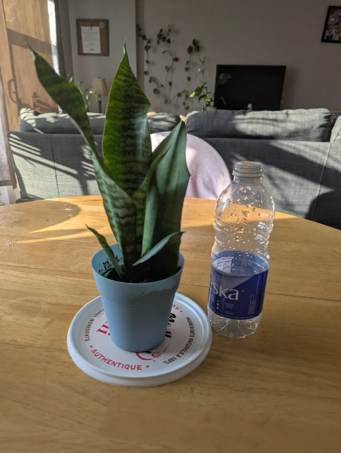 Snake Plant image indicator(2)