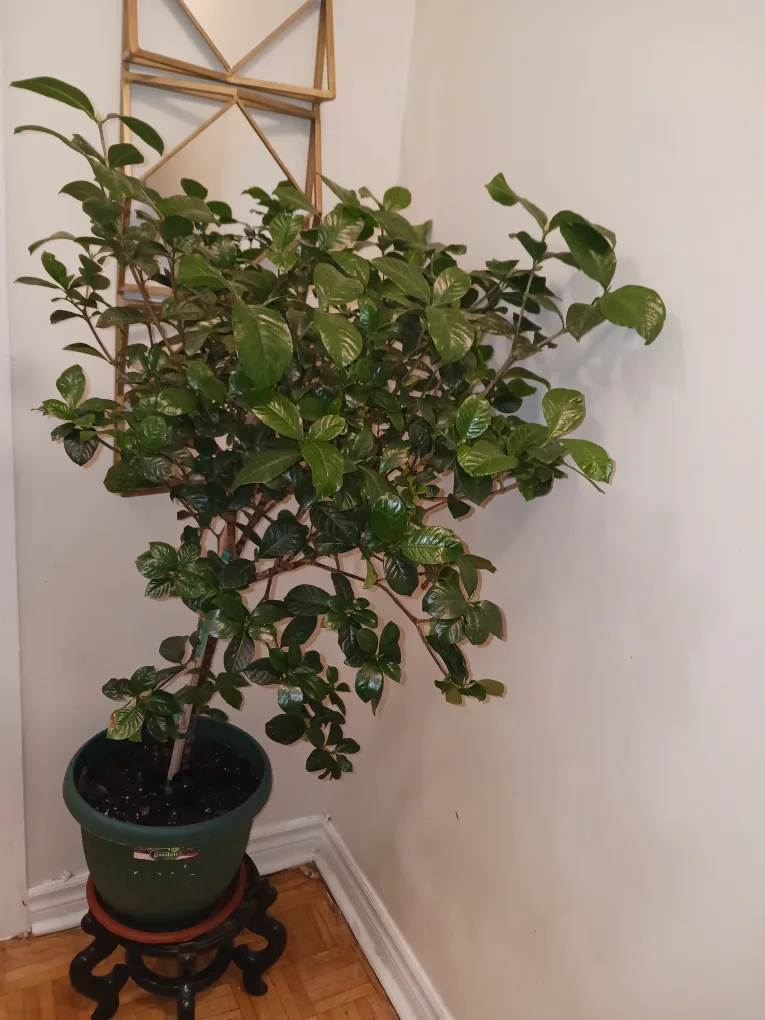 Potted Gardenia Plant thumbnail