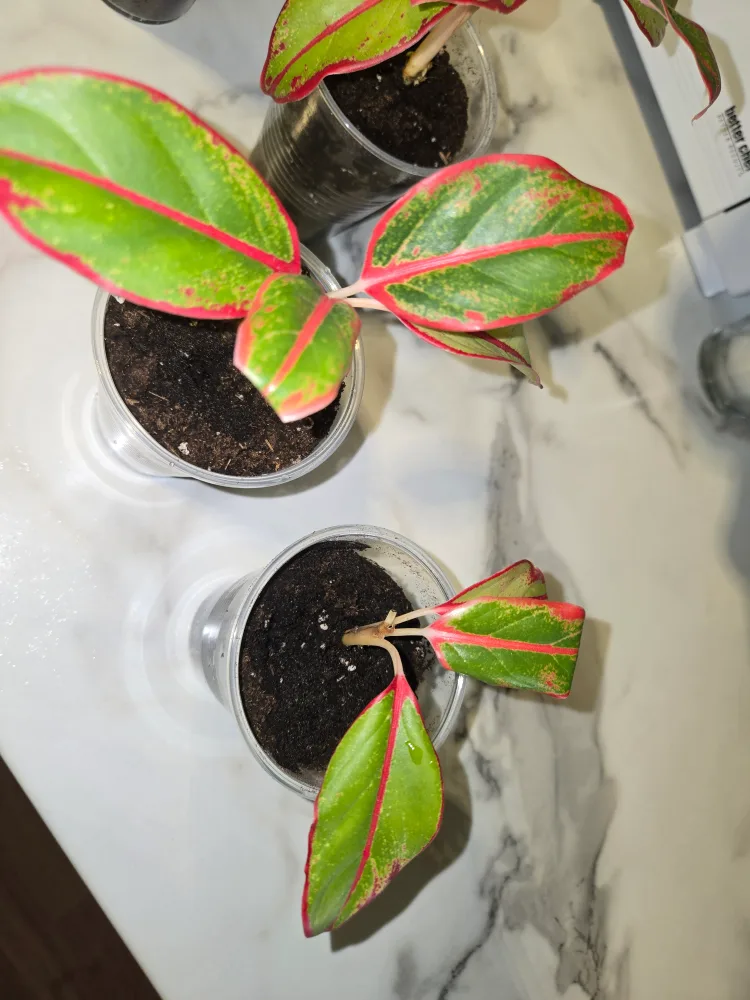 Aglaonema Plant✨️🌿 (4 available) image indicator(9)