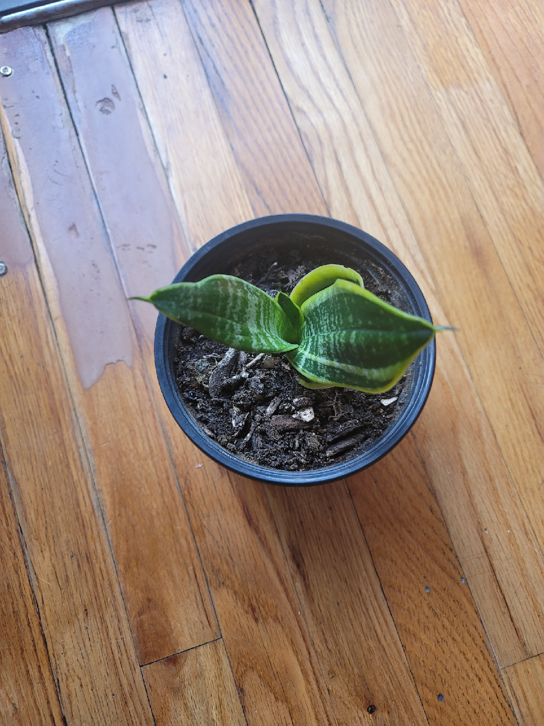 Se vende una sansevieria - photo 4
