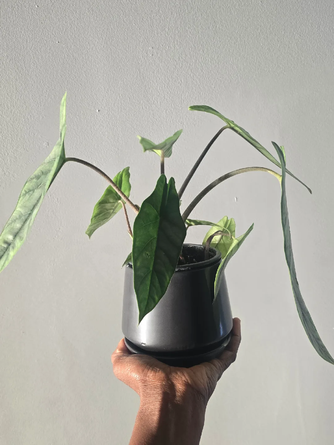 Alocasia  in Black Pot image indicator(3)