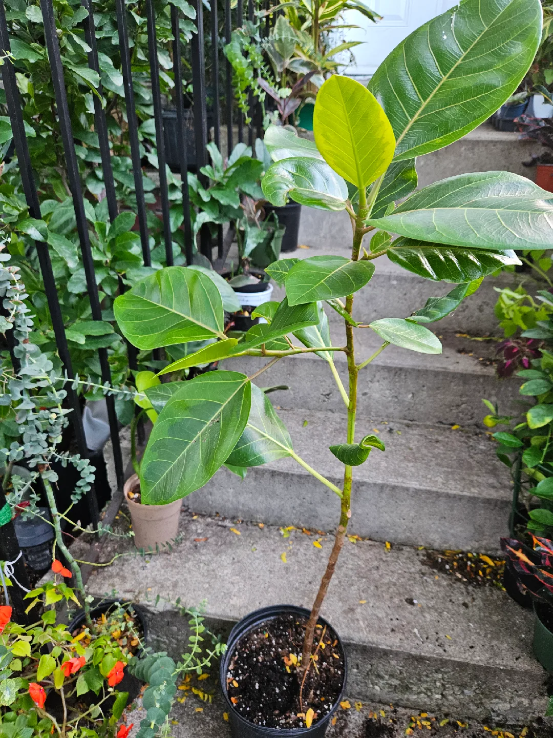 Ficus Audrey Plant image indicator(2)