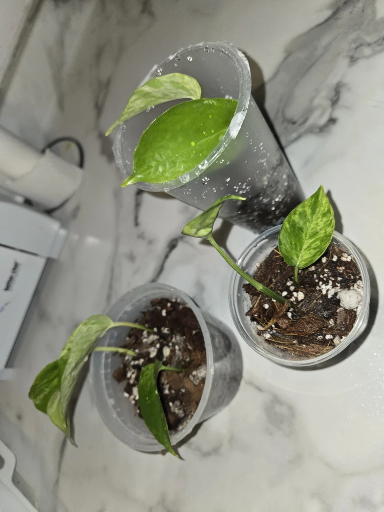 Pothos Plants ✨️MARBLE QUEEN✨️👑 - photo 2