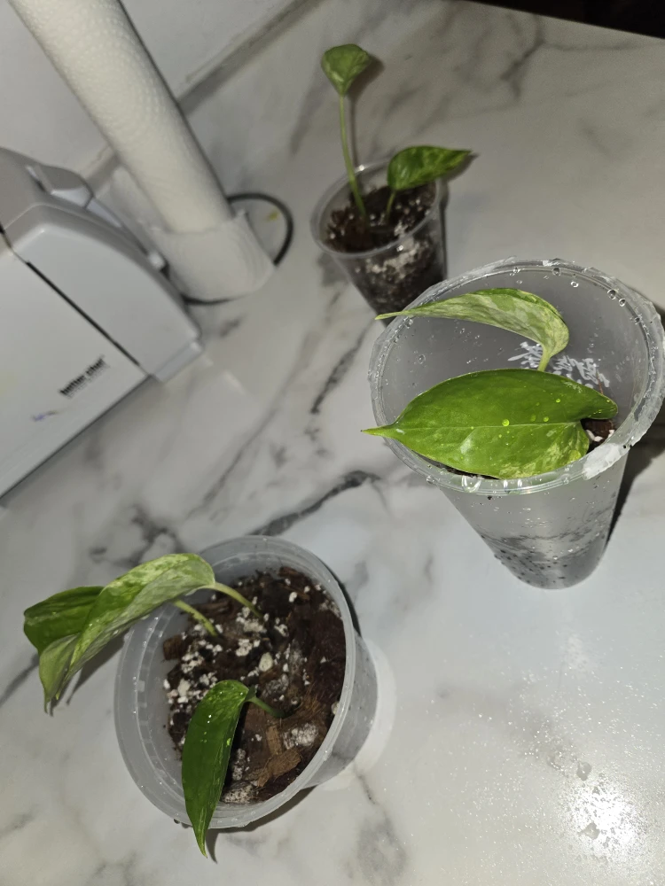 Pothos Plants ✨️MARBLE QUEEN✨️👑
