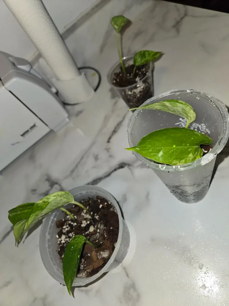 Pothos Plants ✨️MARBLE QUEEN✨️👑 thumbnail