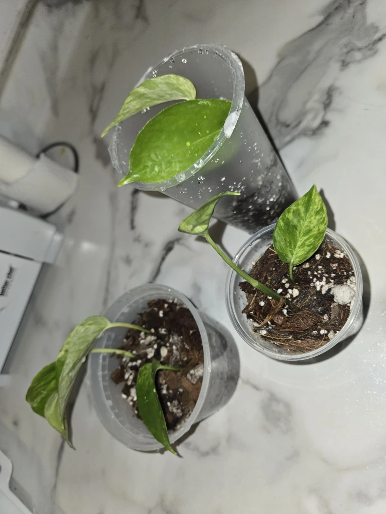 Pothos Plants ✨️MARBLE QUEEN✨️👑 - photo 3