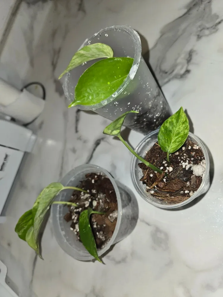 Pothos Plants ✨️MARBLE QUEEN✨️👑 image indicator(3)