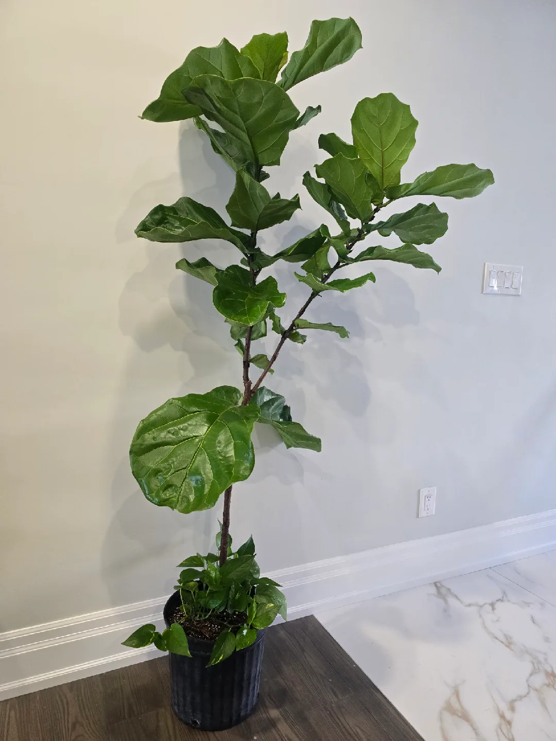 Fiddle Leaf Fig Tree image indicator(3)