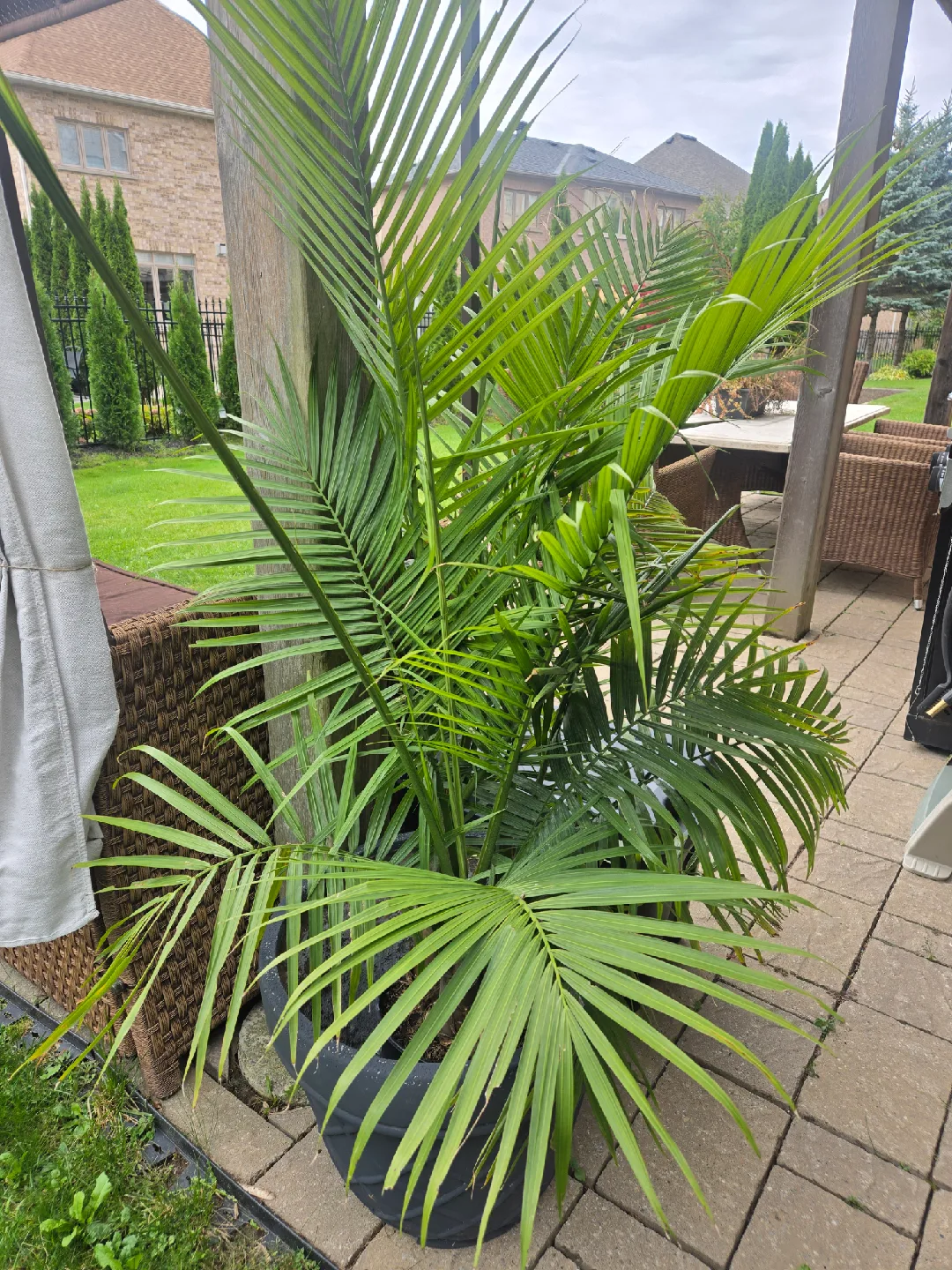 Majesty Palm thumbnail