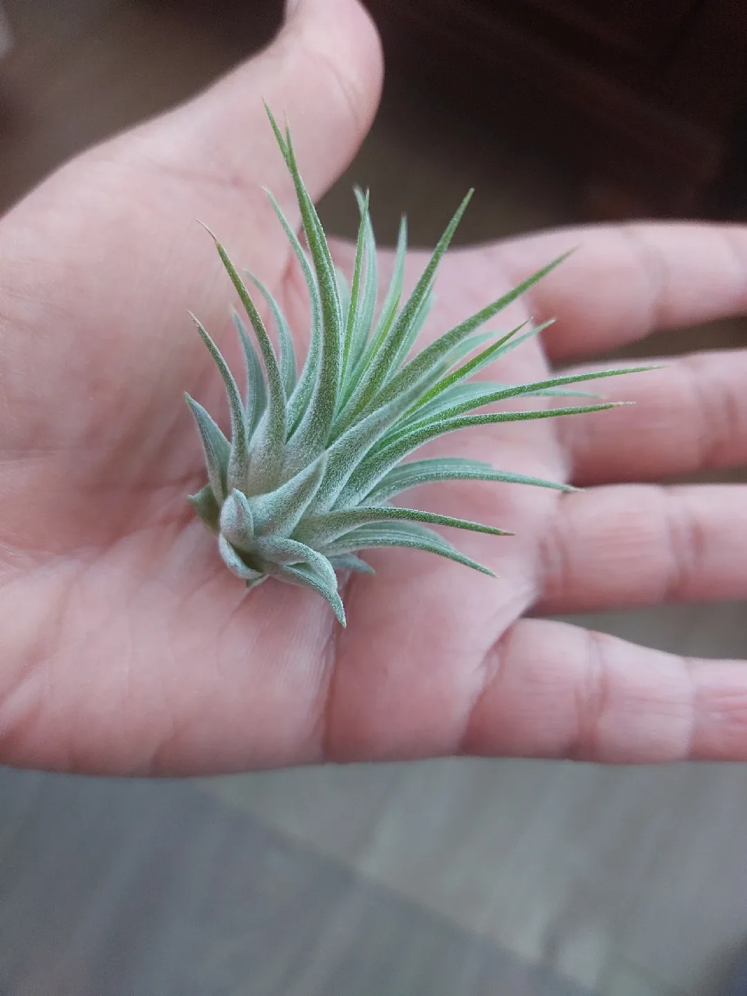 Air Plant thumbnail