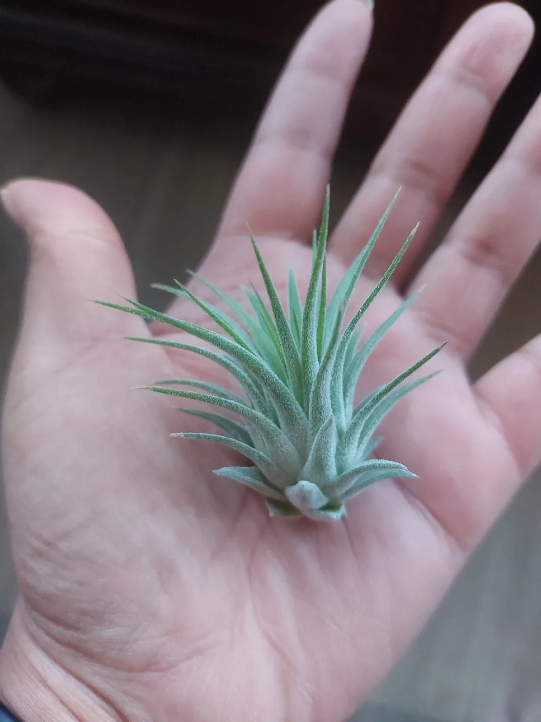 Air Plant image indicator(2)