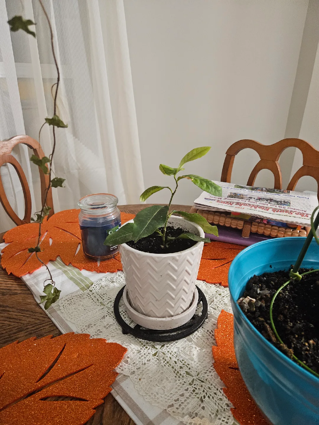 Potted Snake Plant and Other Plants 🤎 image indicator(3)