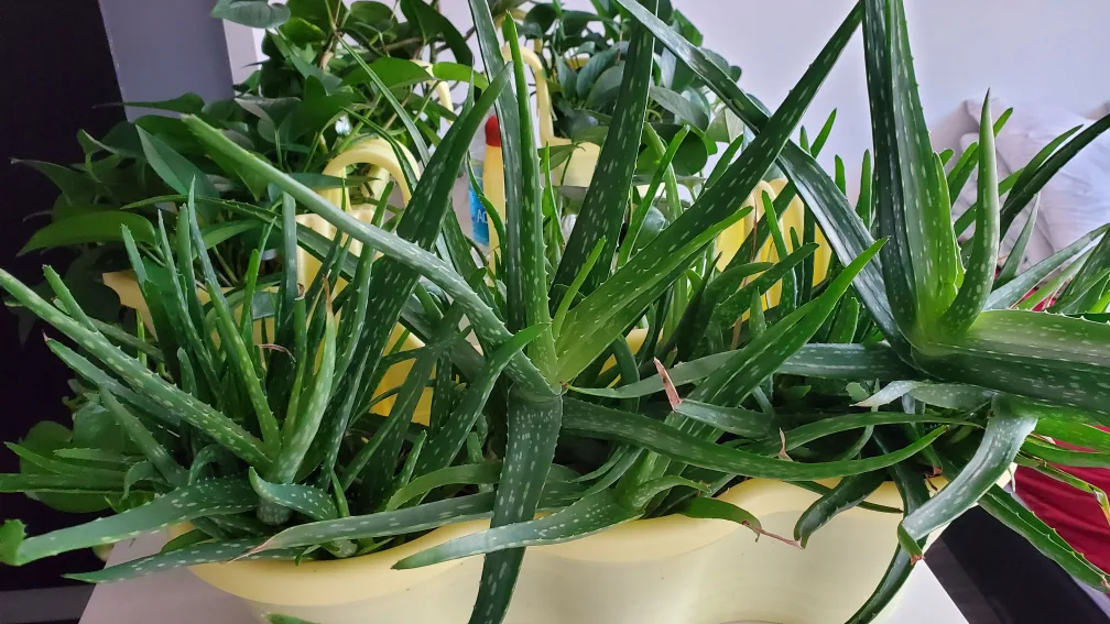 Winter Indoors and outdoors Green Plants - full pots thumbnail