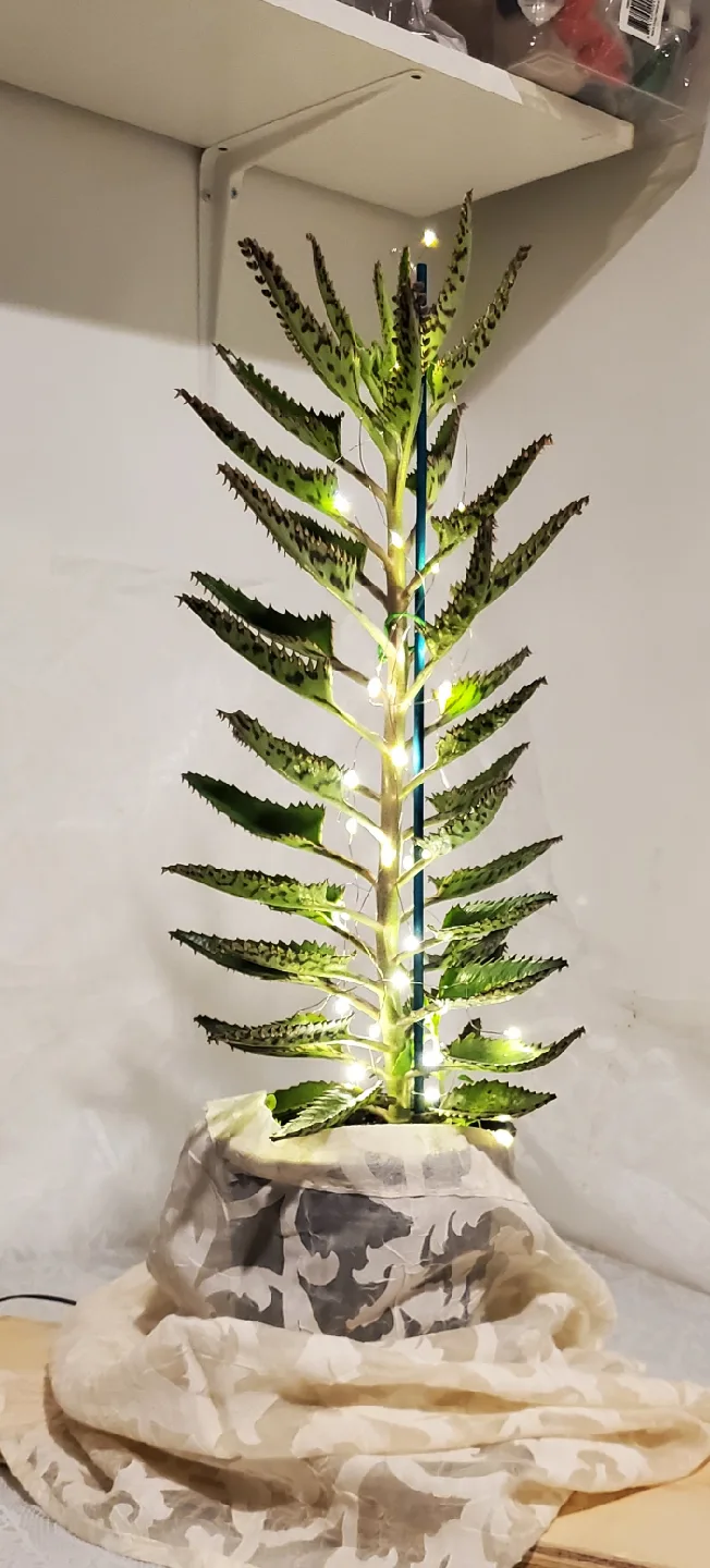 Mother of Thousands Plant with Lights image indicator(4)