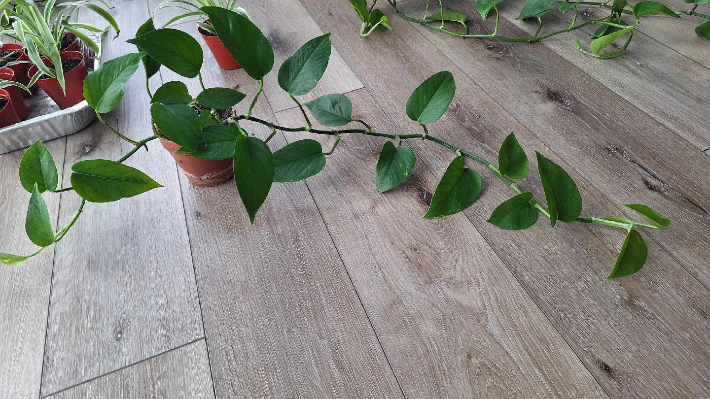 Pothos Plant image indicator(3)