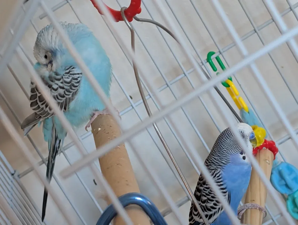 pet image indicator(2)