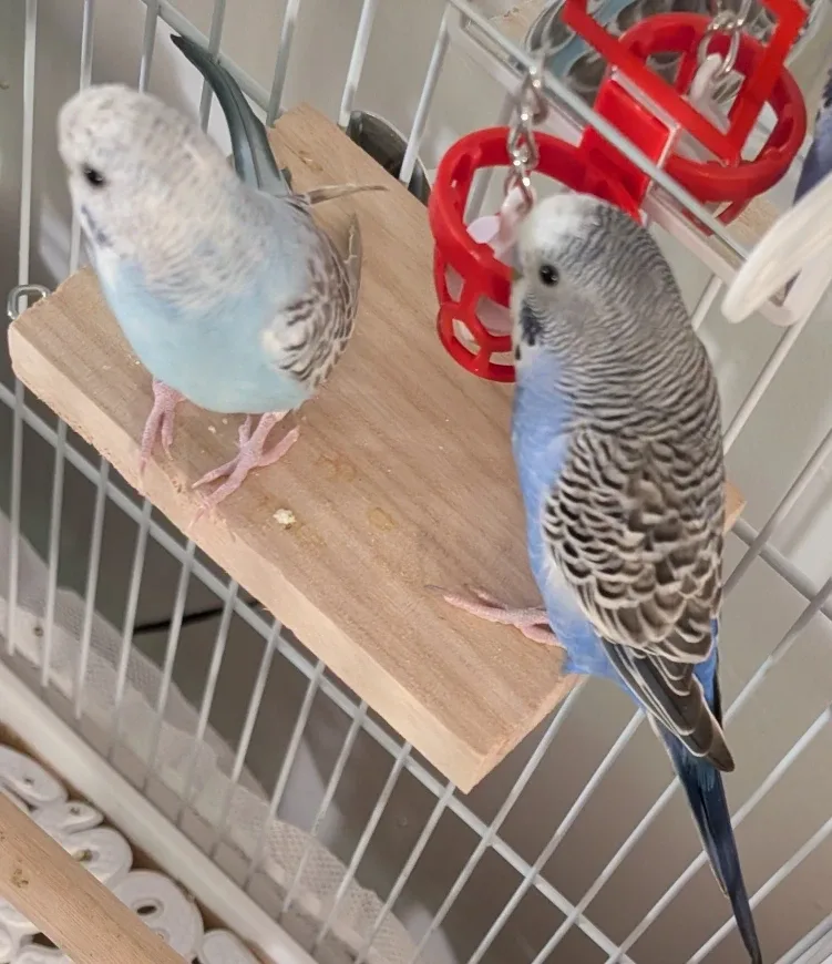 pet image indicator(4)