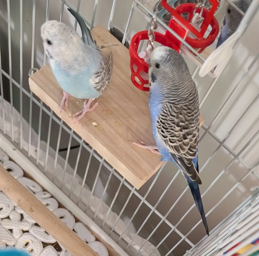 pet image indicator(5)